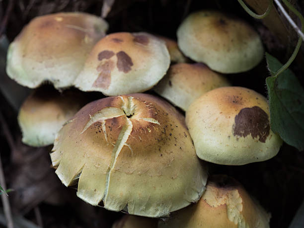 o tóxicas que cresce cogumelos selvagens na floresta - hypholoma fasciculare - fotografias e filmes do acervo