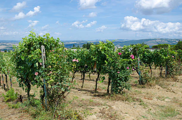 istock Field of vines 514859885
