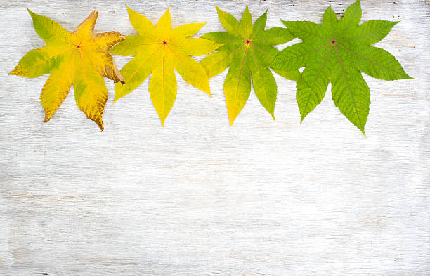Jesienią liście na drewnianym tle – zdjęcie