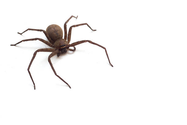 araignée salon brun - virescens photos et images de collection