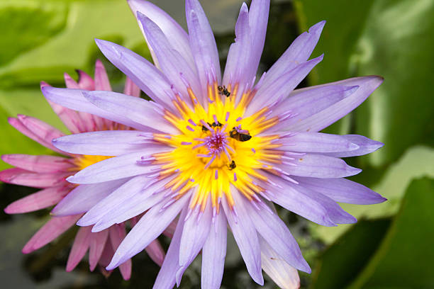istock the Lotus in the university 514876815