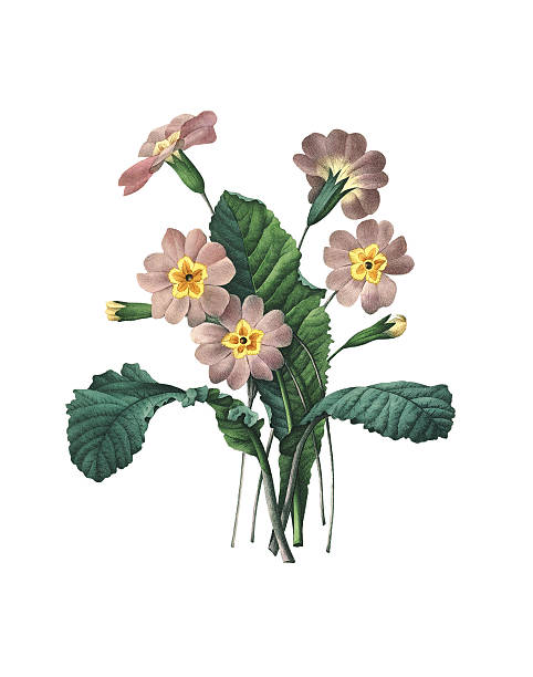 프림로즈/redoute 아이리스입니다 일러스트 - primrose white background flower nature stock illustrations