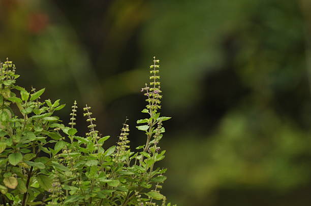 Tulsi Indian Ayurvedic Herbal Medicine. tulsi plant stock pictures, royalty-free photos & images