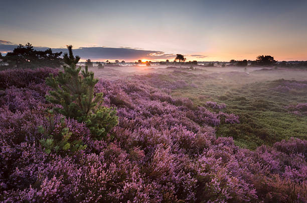 istock sunrise over flowering pink heather 514877113