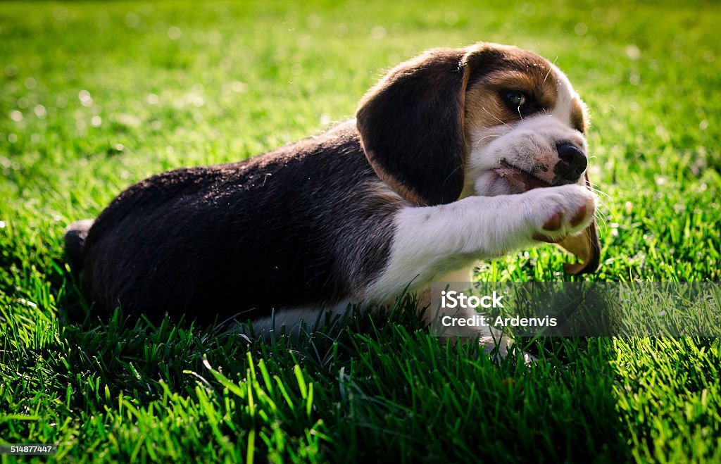Cucciolo di beagle giocare con foglia di erba verde - Foto stock royalty-free di Ambientazione esterna