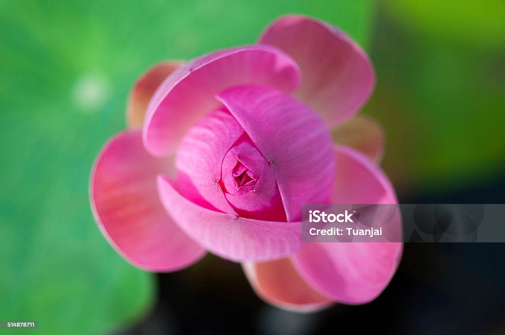 Lotus flower Top view lotus flower Bean Stock Photo