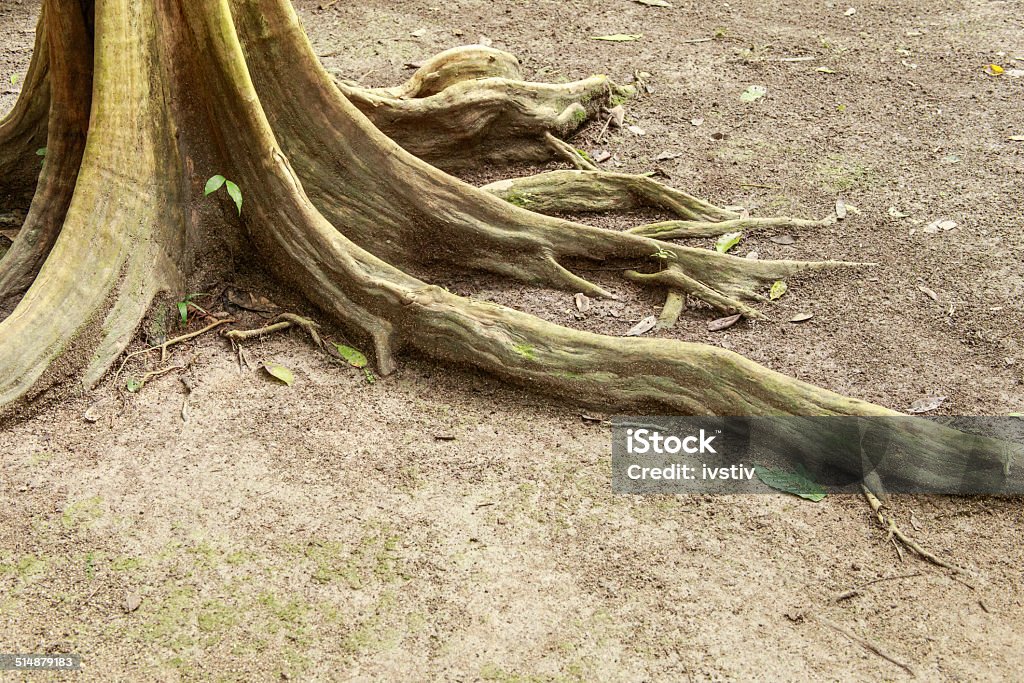 Rainforest Big trees with buttres roots in tropical rainforest Belize Stock Photo