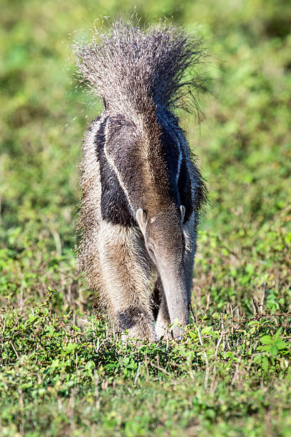 istock Giant Anteater from the Front 514879343