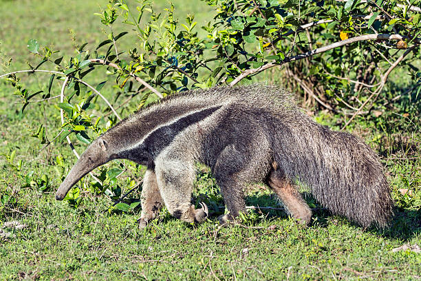 вид сбоку гигантский муравьед - anteater animal nose animal ant стоковые фото и изображения