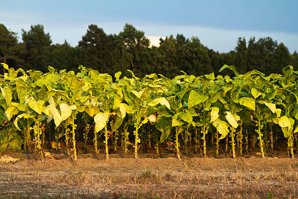 A North Carolina tobacco field just outside of Selma, NC during sunset.
