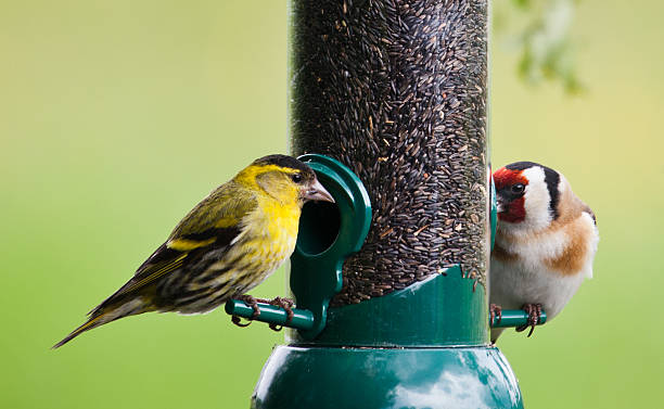 mâle tarin des pins et de graines goldfinch sur feeder - tarins photos et images de collection
