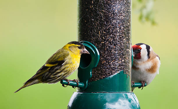 istock Male Siskin and Goldfinch on seed feeder 514879897