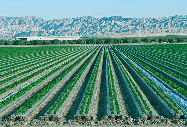 istock Vegetables planted in rows and citrus trees in southern California 514880117