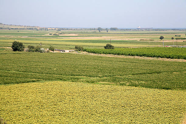 istock sun flowers in Canakkale 514880161