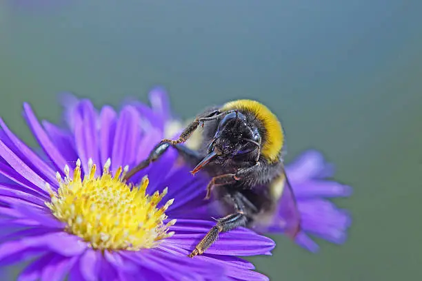 Bumble bee on aster,Eifel,Germany.