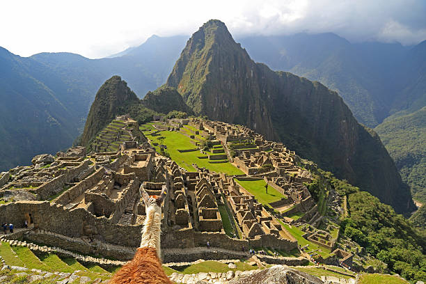 istock Llama looking at Machu Picchu, Peru 514880387