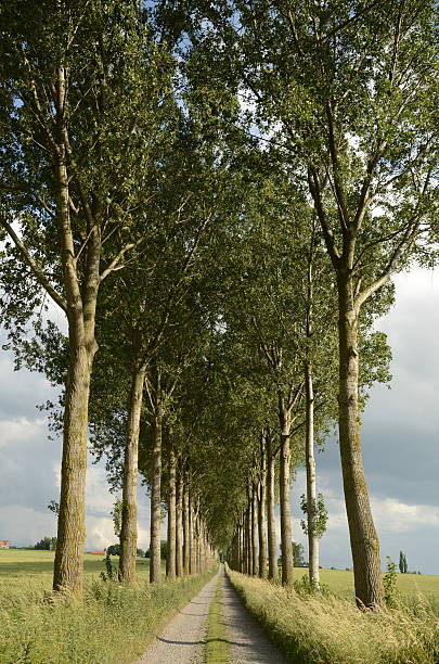 Country Lane in Flanders, Belgium Country lane in Flanders on the site of the WW1 battlefields. passchendaele stock pictures, royalty-free photos & images