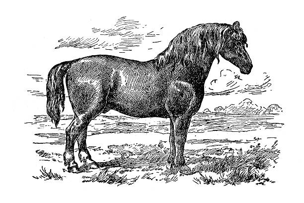 클라이즈데일 수레 말 - victorian style engraved image black and white illustration and painting stock illustrations
