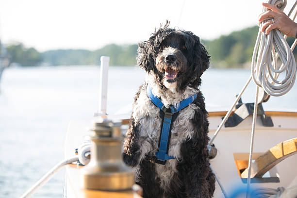 Portuguese Water Dog stock photo