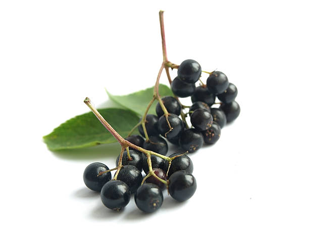 Elder (Sambucus nigra) The fruits of black elderberry are used in traditional medicine to treat bronchitis, cough, infections, fever. sambucus nigra stock pictures, royalty-free photos & images