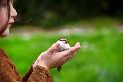 Child rescuing a bird in her hands