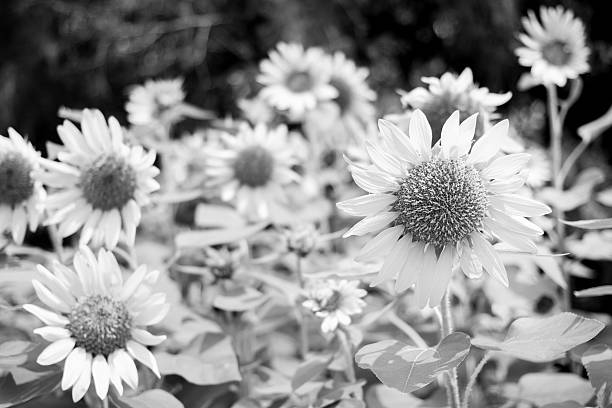 istock Sunflower field in black and white. 514881843