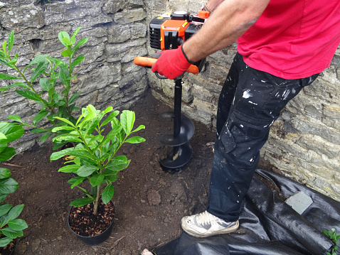Photo showing a petrol powered corkscrew fence digger / auger digging tool.  The machine is pictured being used to dig holes so that a young hedge of laurel plants can be planted quickly and easily.