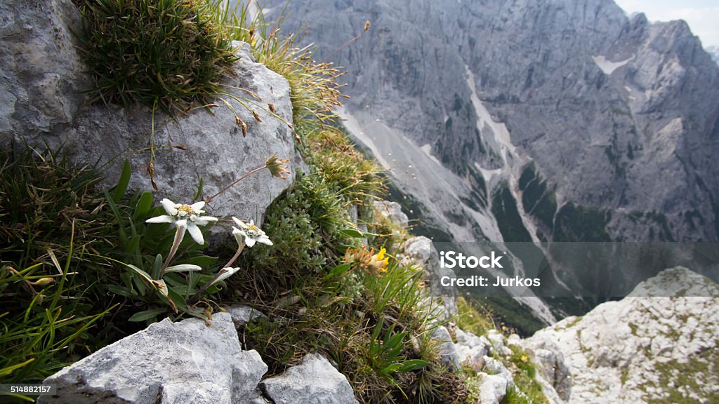 Gebirge flora - Lizenzfrei Edelweiß - Blume Stock-Foto