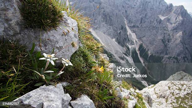 Gebirge Flora Stockfoto und mehr Bilder von Edelweiß - Blume - Edelweiß - Blume, Berg, Blume