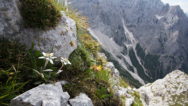 Mountains flora stock photo