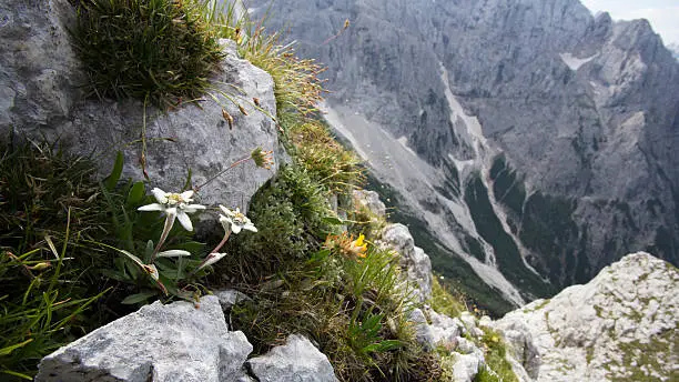 Beautiful Edelweiss flower with background of Slovenian Julian Alps. Edelweiss is a well-known Europe mountain flower.