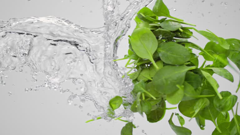 SLO MO Water splashing young spinach leaves in air