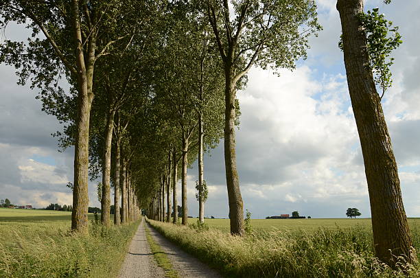 Country Lane in Flanders, Belgium Country lane in Flanders on the site of the WW1 battlefields. passchendaele stock pictures, royalty-free photos & images