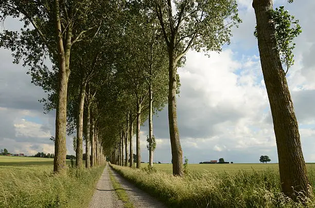 Country lane in Flanders on the site of the WW1 battlefields.