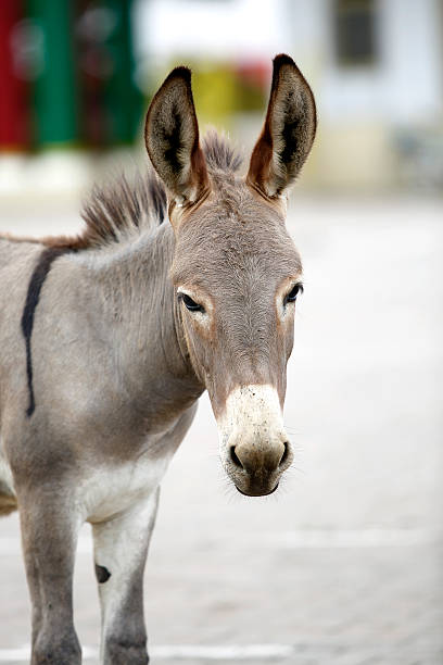 istock Portrait of a young african donkey 514909301