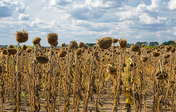istock Landscape with ripe sunflower field 514910253