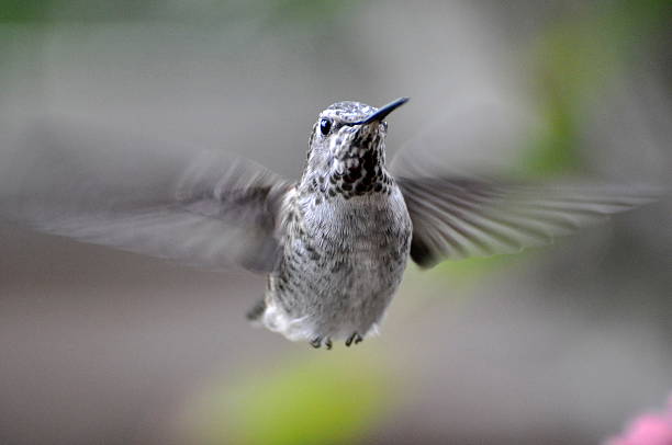 meetingraum "humming bird" - bird hummingbird flying annas hummingbird stock-fotos und bilder