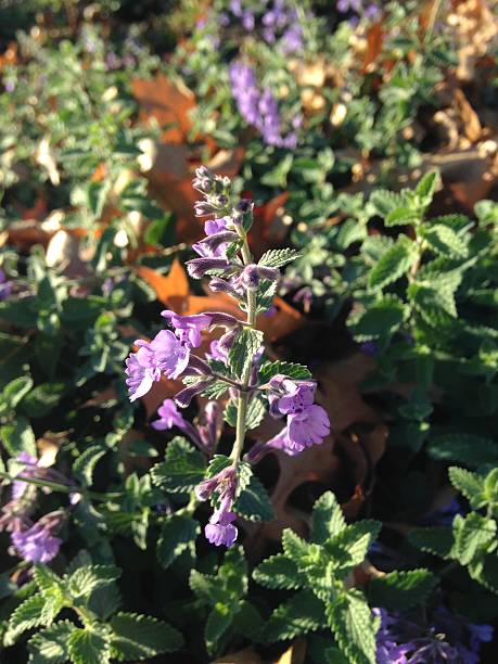 Glechoma Hederacea (Ground Ivy) Plants Blossoming in Garden.