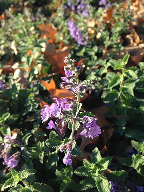 istock Glechoma Hederacea (Ground Ivy) Plants Blossoming in Garden. 514913082