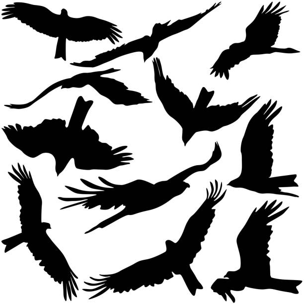 set black silhouettes of prey eagles - eagles stock illustrations