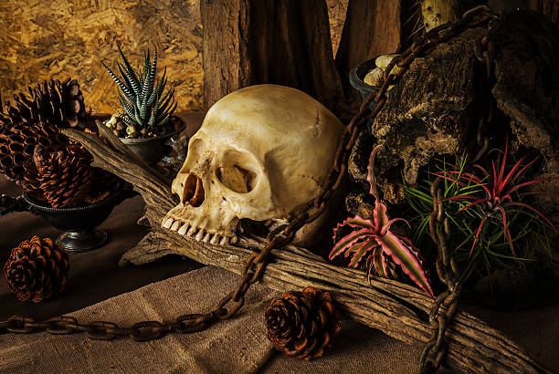 istock Still life with a human skull with desert plants. 514914163