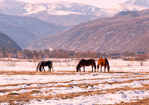istock Winter landscape grazing horses 514914301