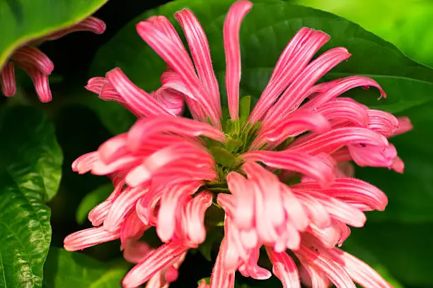 Justicia carnea, Flamingo flower,  Acanthaceae