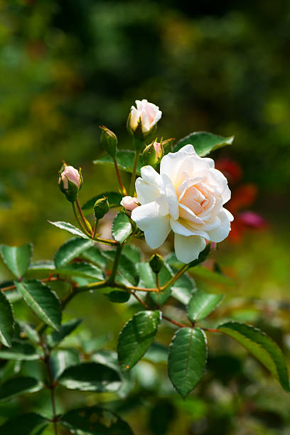 istock Close up of historical white Rose, Prosperity 514914391