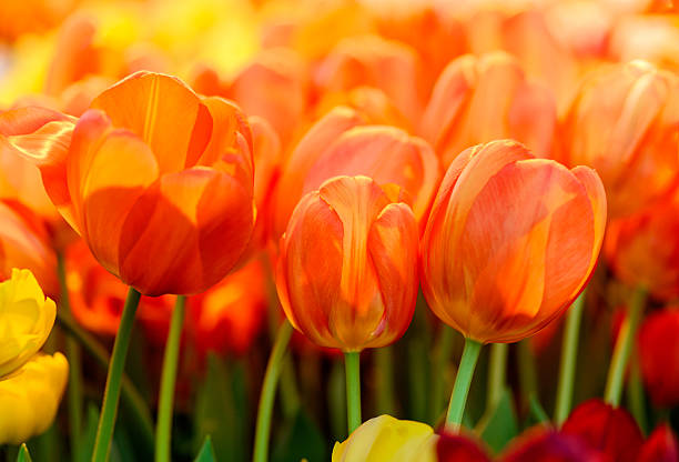 istock Group of fresh orange red tulips 514914534