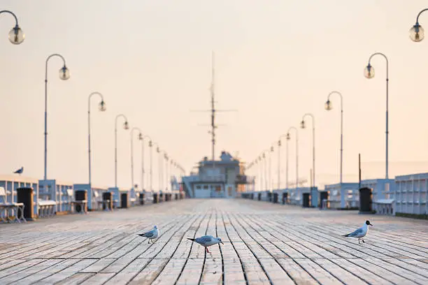 Seagull on the wooden pier during the sunrise