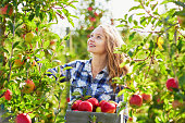 Beautiful young woman picking ripe organic apples