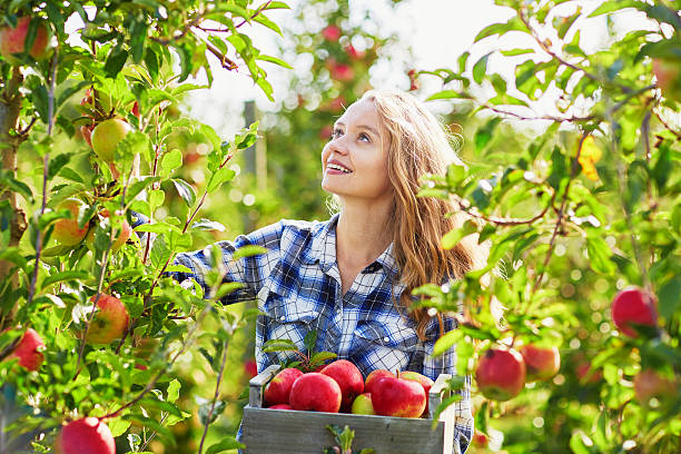 piękna młoda kobieta wybierając dojrzałe jabłka organicznych - women red fruit picking zdjęcia i obrazy z banku zdjęć