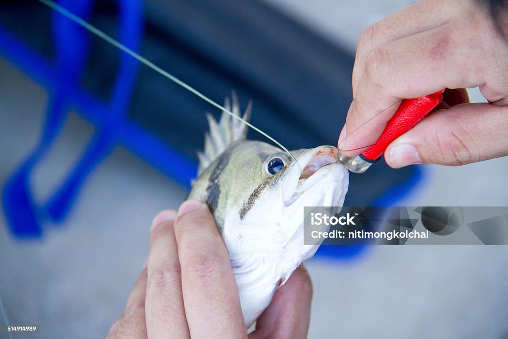 Human Hand Try To Remove Hook From Fishs Mouth Stock Photo - Download Image  Now - Adult, Animal Wildlife, Beach - iStock