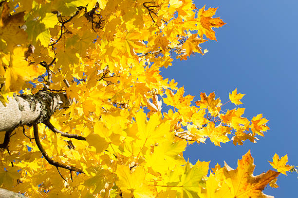 istock Yellow Leaves in Autumn 514915207